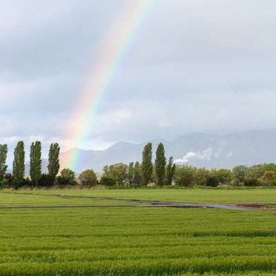 田んぼからの虹の写真