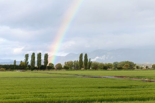 田んぼからの虹の写真