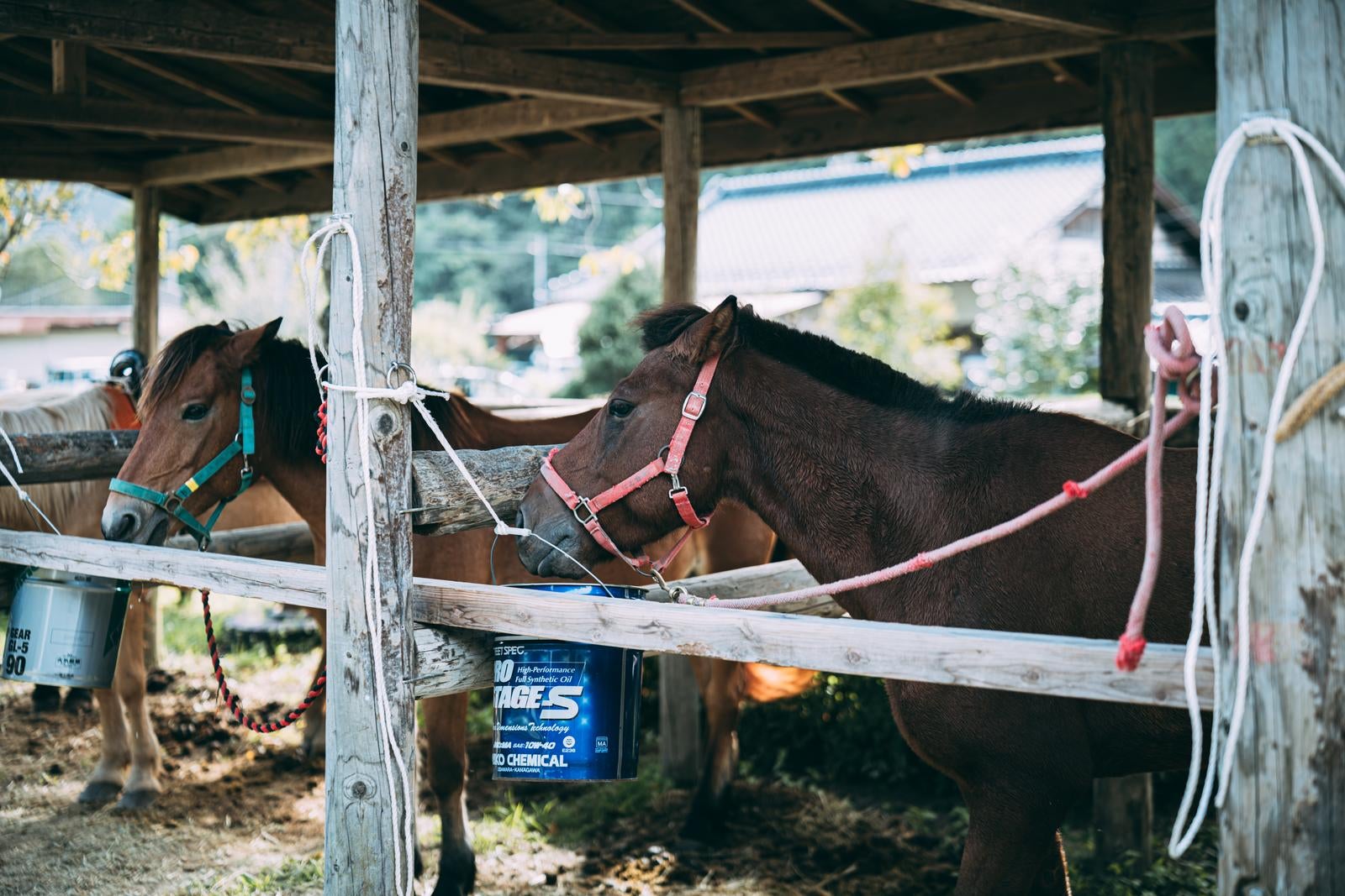 「厩舎で丁寧に管理されている流鏑馬に参加する馬」の写真