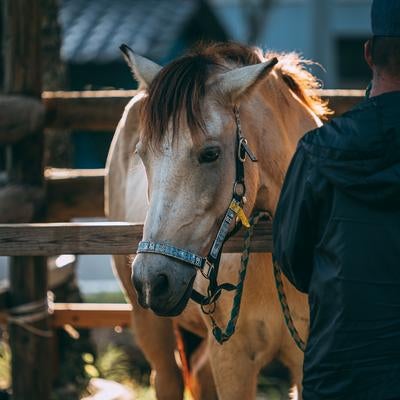 流鏑馬前で走る馬の写真