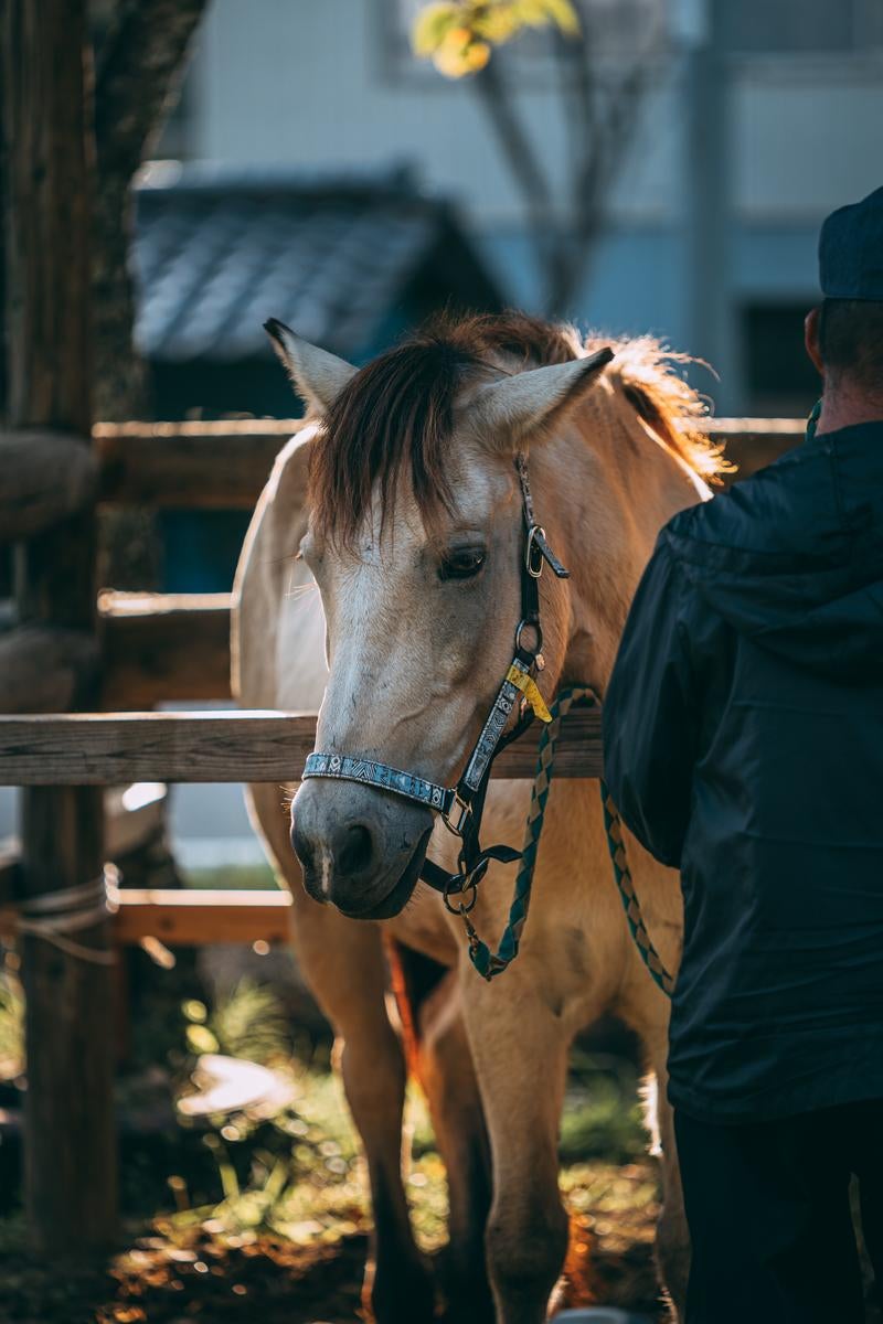 「流鏑馬前で走る馬」の写真