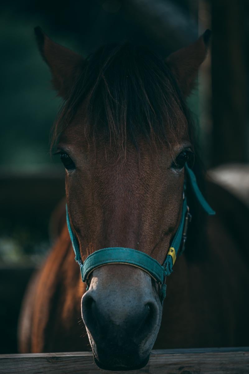 「厩舎の馬」の写真