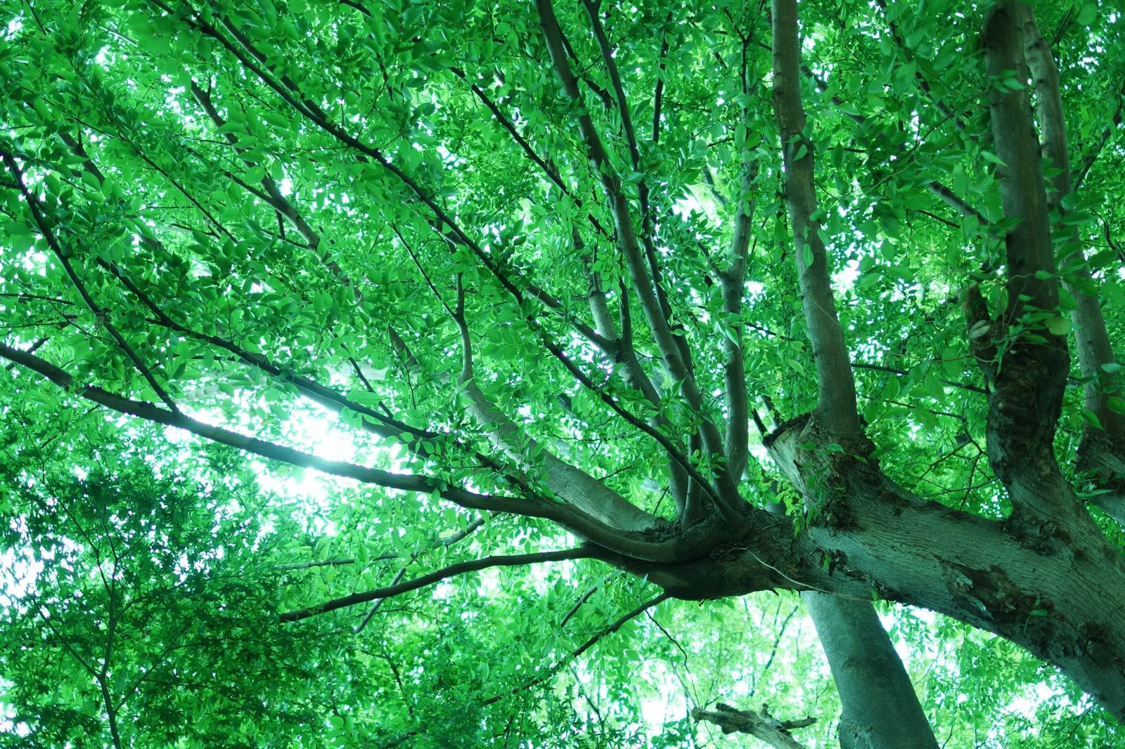 「下から見た緑の木」の写真