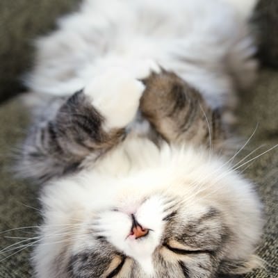 ひっくり返って寝てる猫（スコティッシュフォールド）の写真
