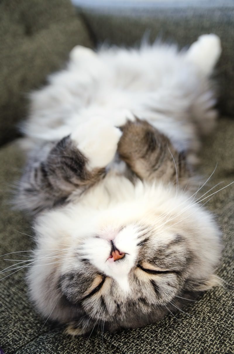 「ひっくり返って寝てる猫（スコティッシュフォールド）」の写真