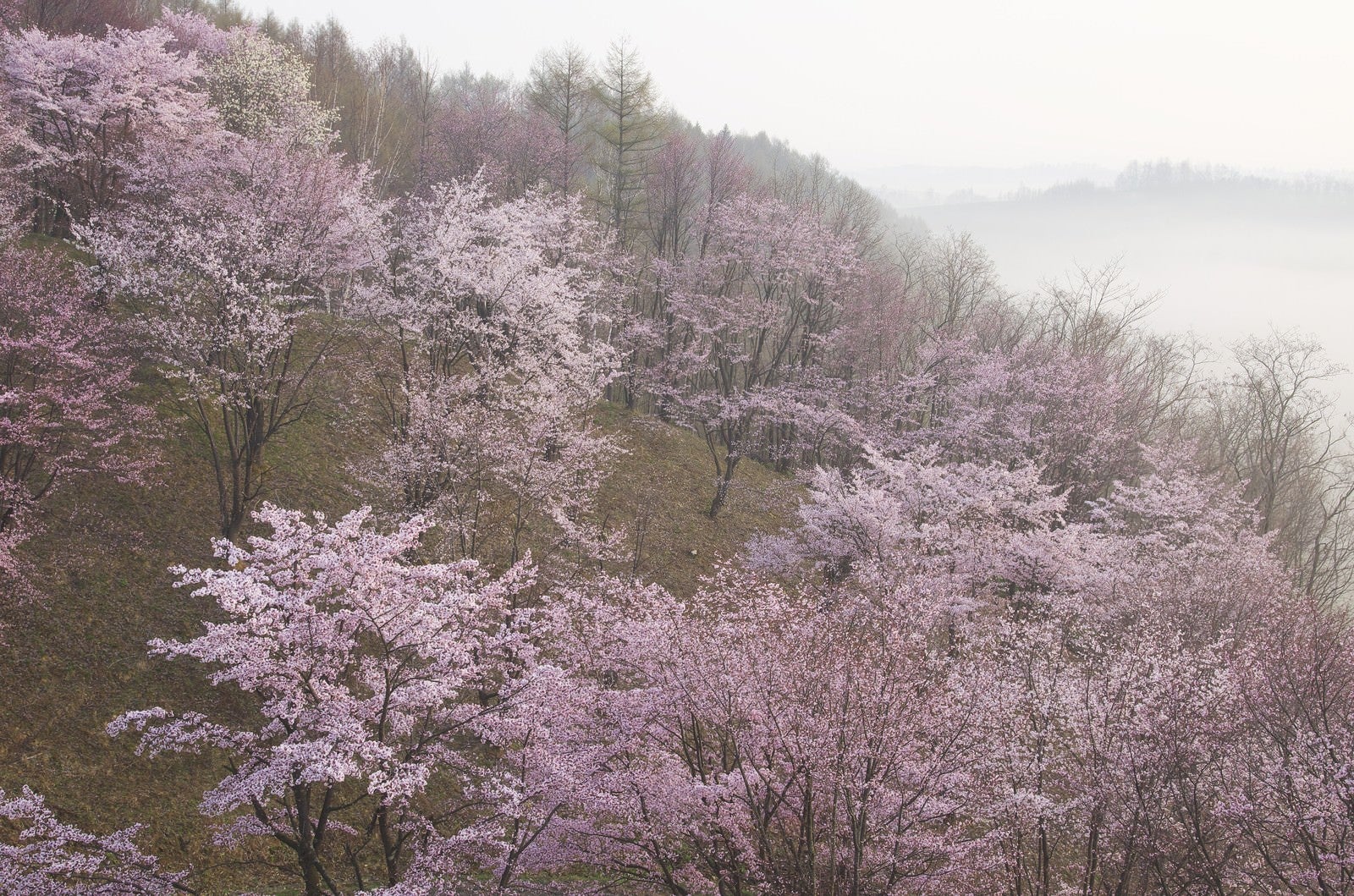 「北海道の桜（満開）」の写真
