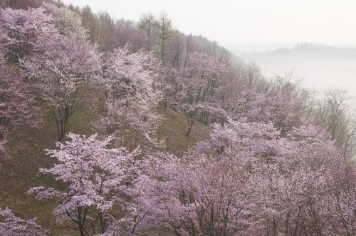 北海道の桜（満開）の写真