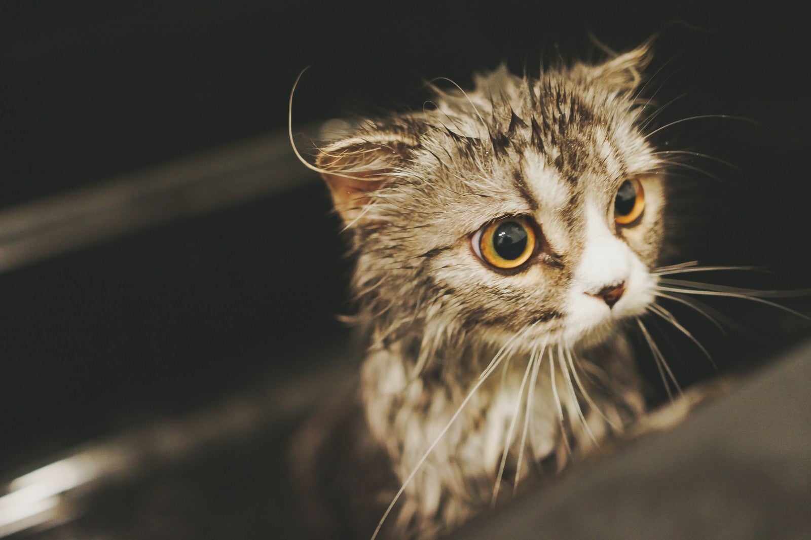 「シャワーから出たがるオス猫（スコティッシュフォールド）」の写真