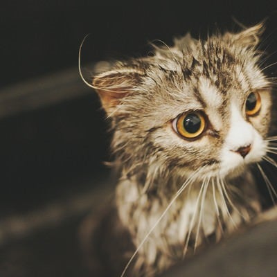 シャワーから出たがるオス猫（スコティッシュフォールド）の写真