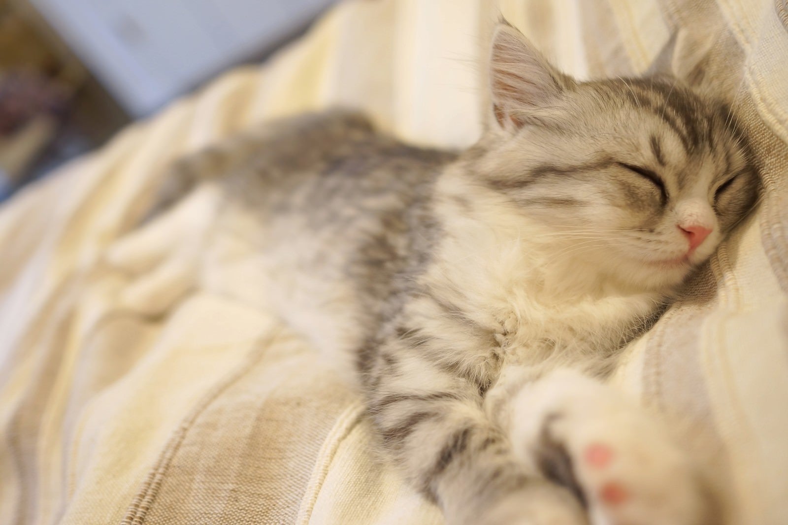 「お布団の上でぐっすりお休み猫」の写真