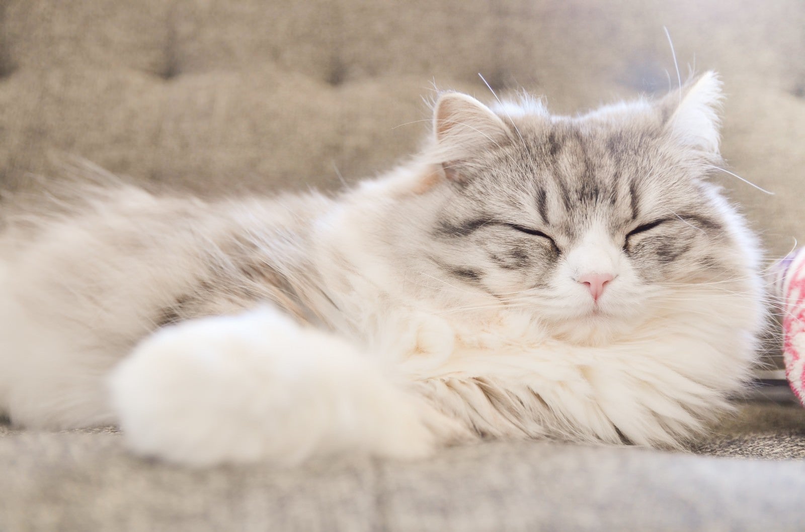 「ソファーで寝てるメス猫（スコティッシュフォールド）」の写真