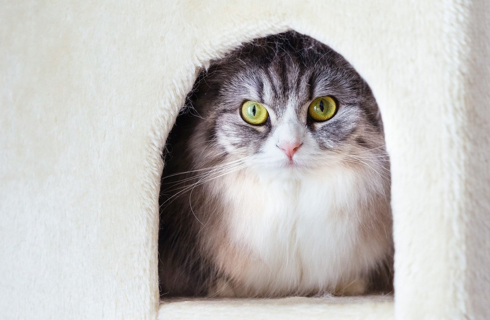 「猫タワーのボックスからこっちを見つめるメス猫（スコティッシュフォールド）」の写真