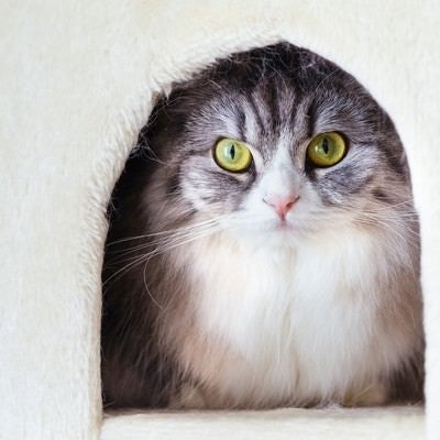 猫タワーのボックスからこっちを見つめるメス猫（スコティッシュフォールド）の写真