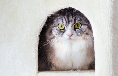 猫タワーのボックスからこっちを見つめるメス猫（スコティッシュフォールド）の写真