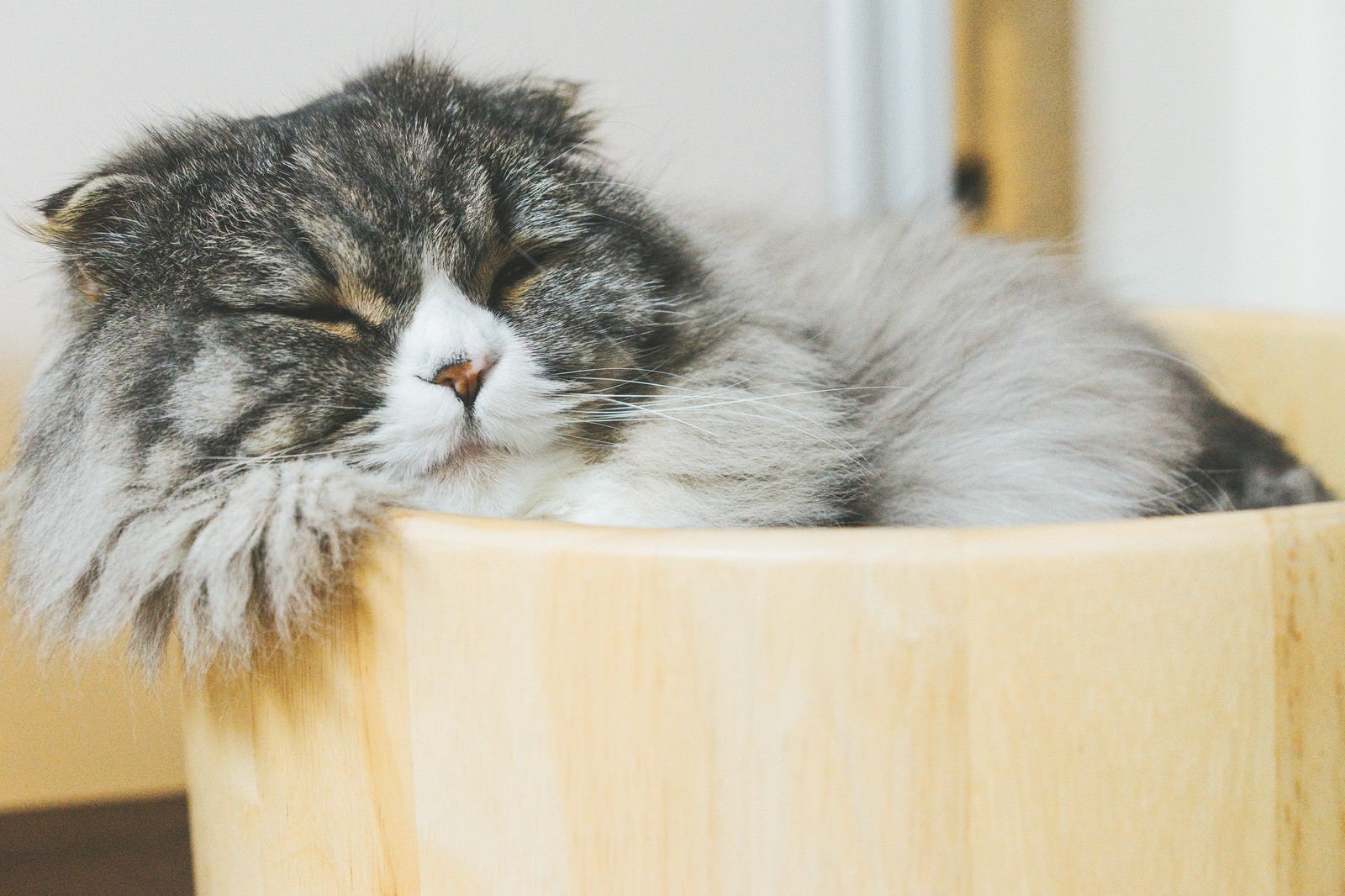 「猫桶で気持ちよさそうに寝てるオス猫（スコティッシュフォールド）」の写真