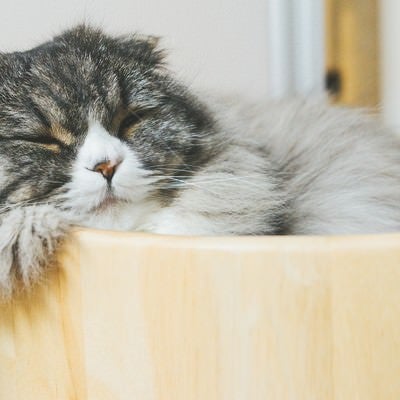 猫桶で気持ちよさそうに寝てるオス猫（スコティッシュフォールド）の写真