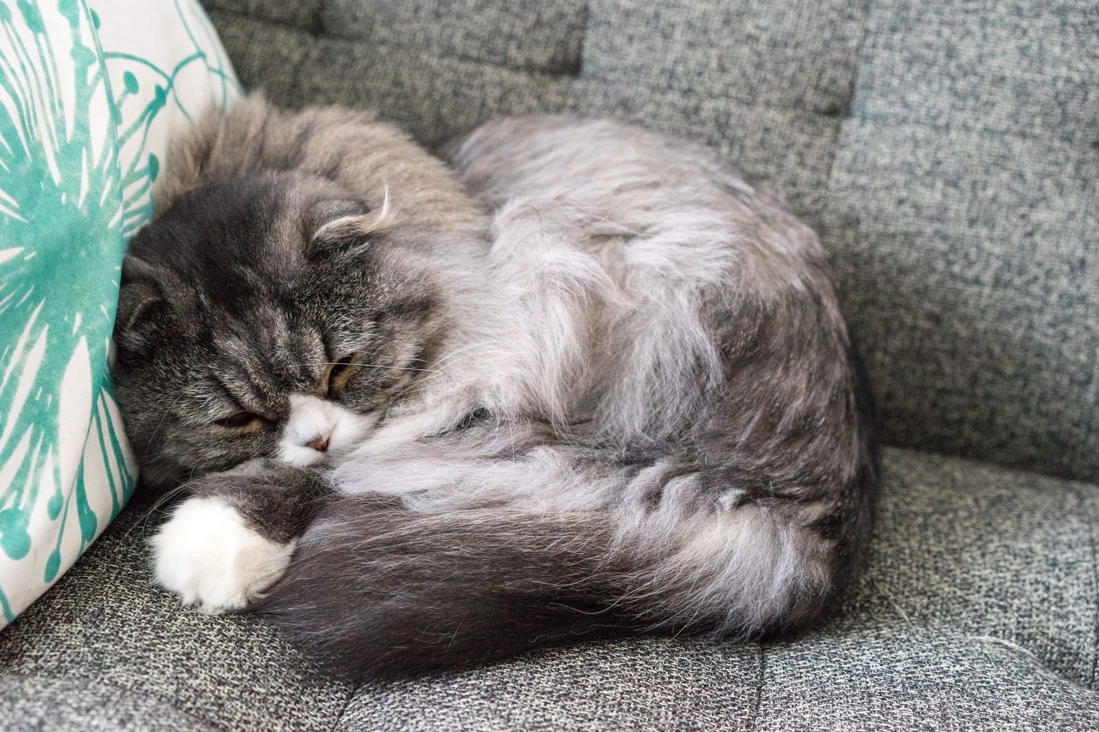 「丸くなって寝てるオス猫（スコティッシュフォールド）」の写真