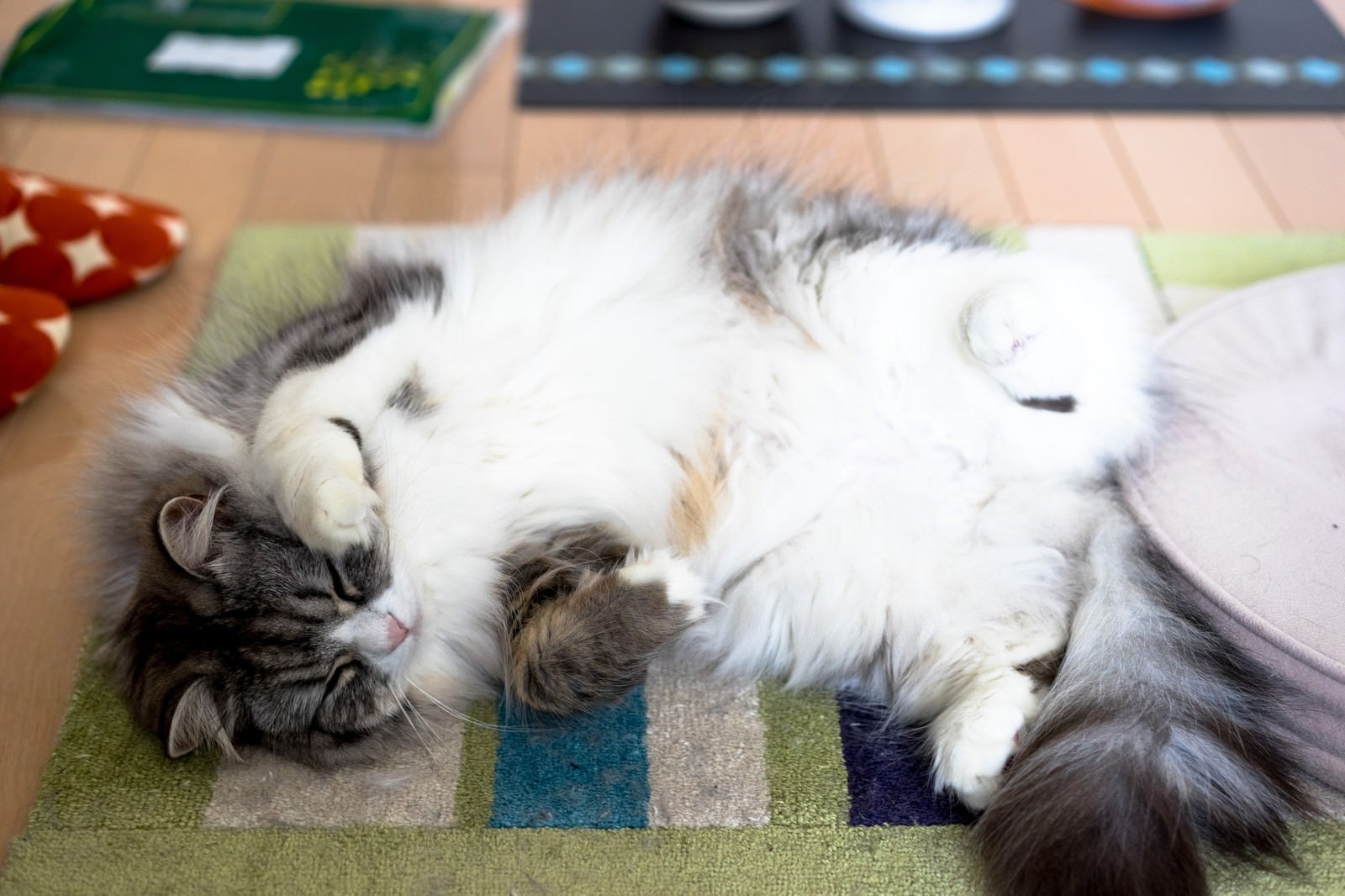 「何か招いてくれそうなポーズで寝てるメス猫（スコティッシュフォールド）」の写真