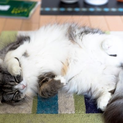 何か招いてくれそうなポーズで寝てるメス猫（スコティッシュフォールド）の写真