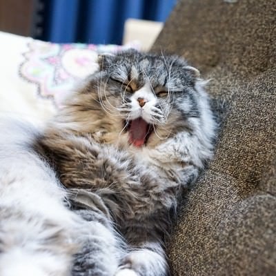 ソファーであくびをする猫の写真