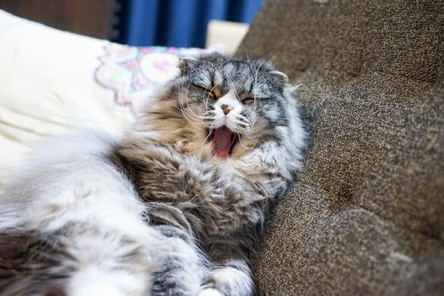 ソファーであくびをする猫の写真