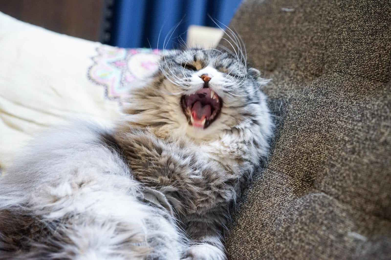 「退屈すぎてあくびが止まらない猫」の写真