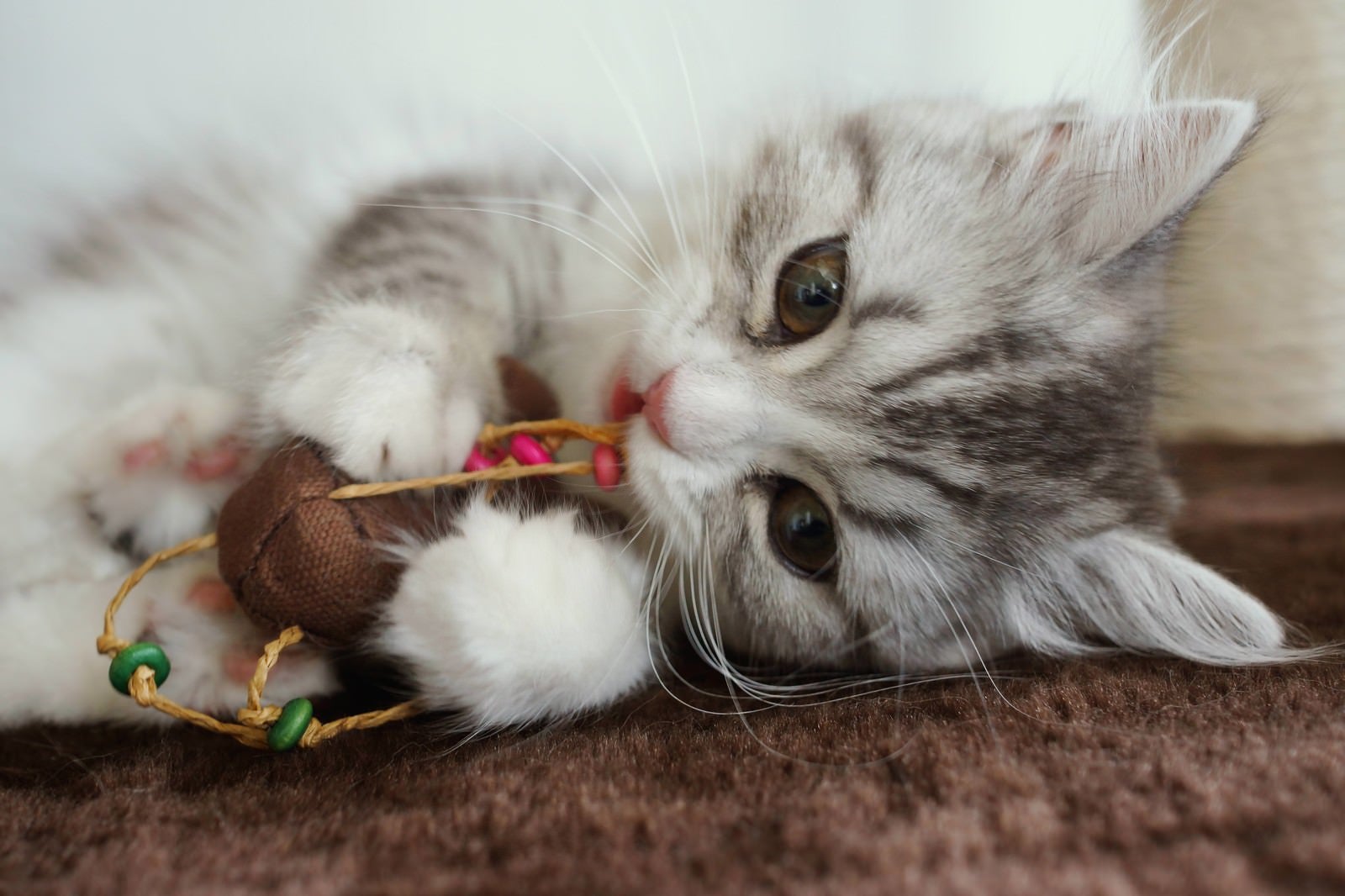 「ねずみのおもちゃとじゃれているメス猫（スコティッシュフォールド）」の写真