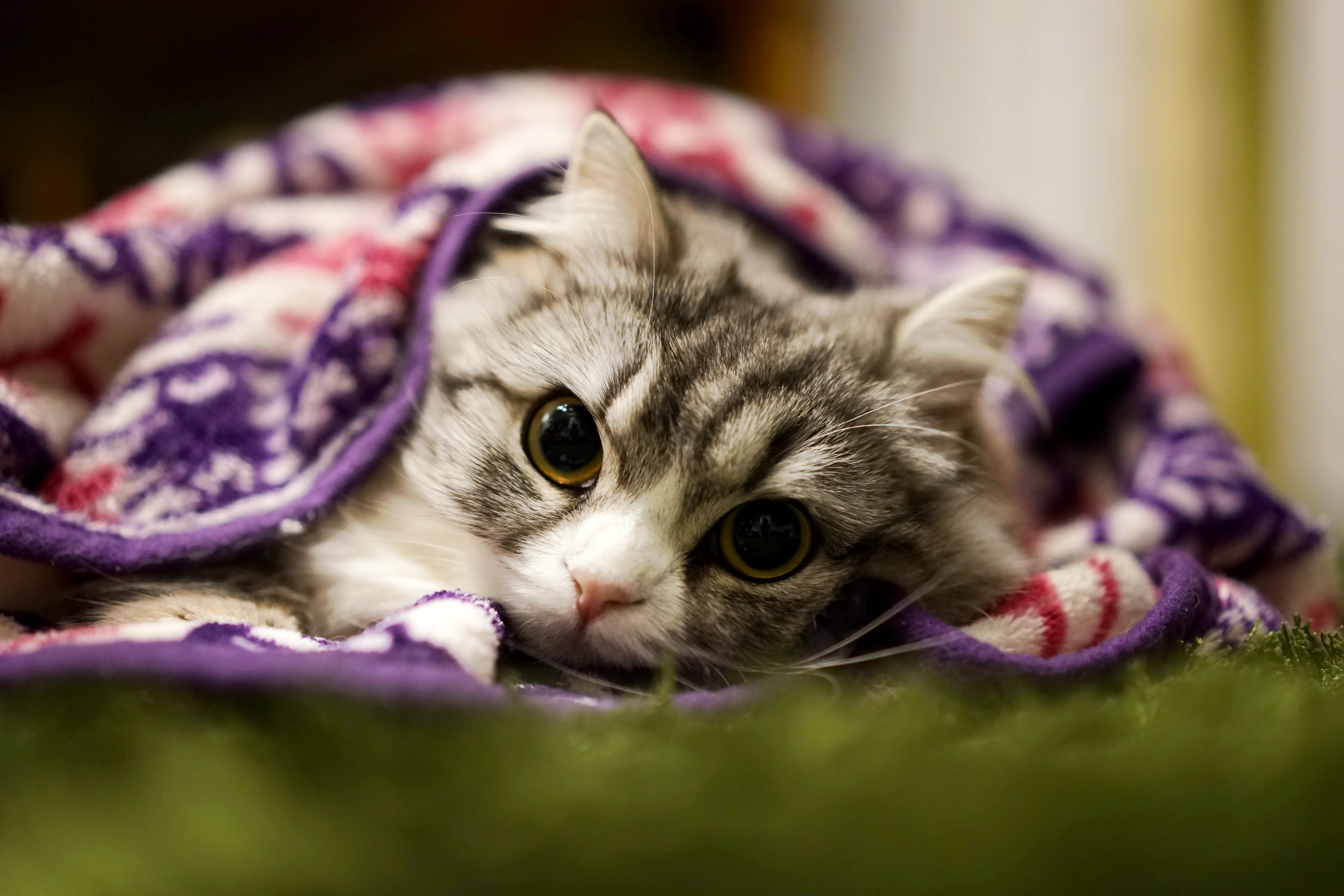 ブランケットにくるまってるメス猫（スコティッシュフォールド）の無料