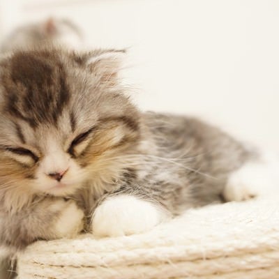 ぐっすり寝ているオス猫（スコティッシュフォールド）の写真