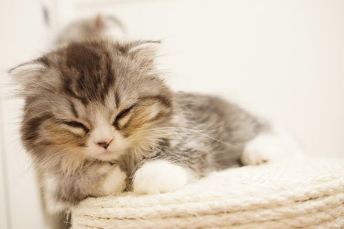 ぐっすり寝ているオス猫（スコティッシュフォールド）の写真