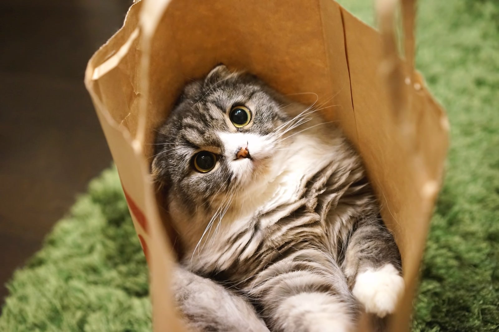 「紙袋から出れそうなオス猫（スコティッシュフォールド）」の写真