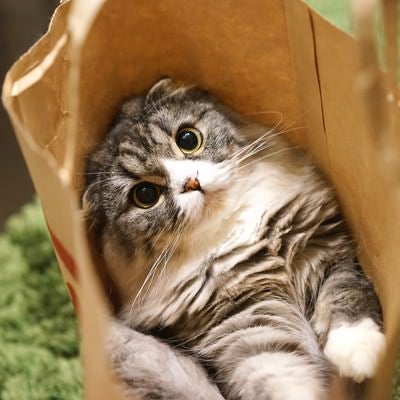 紙袋から出れそうなオス猫（スコティッシュフォールド）の写真