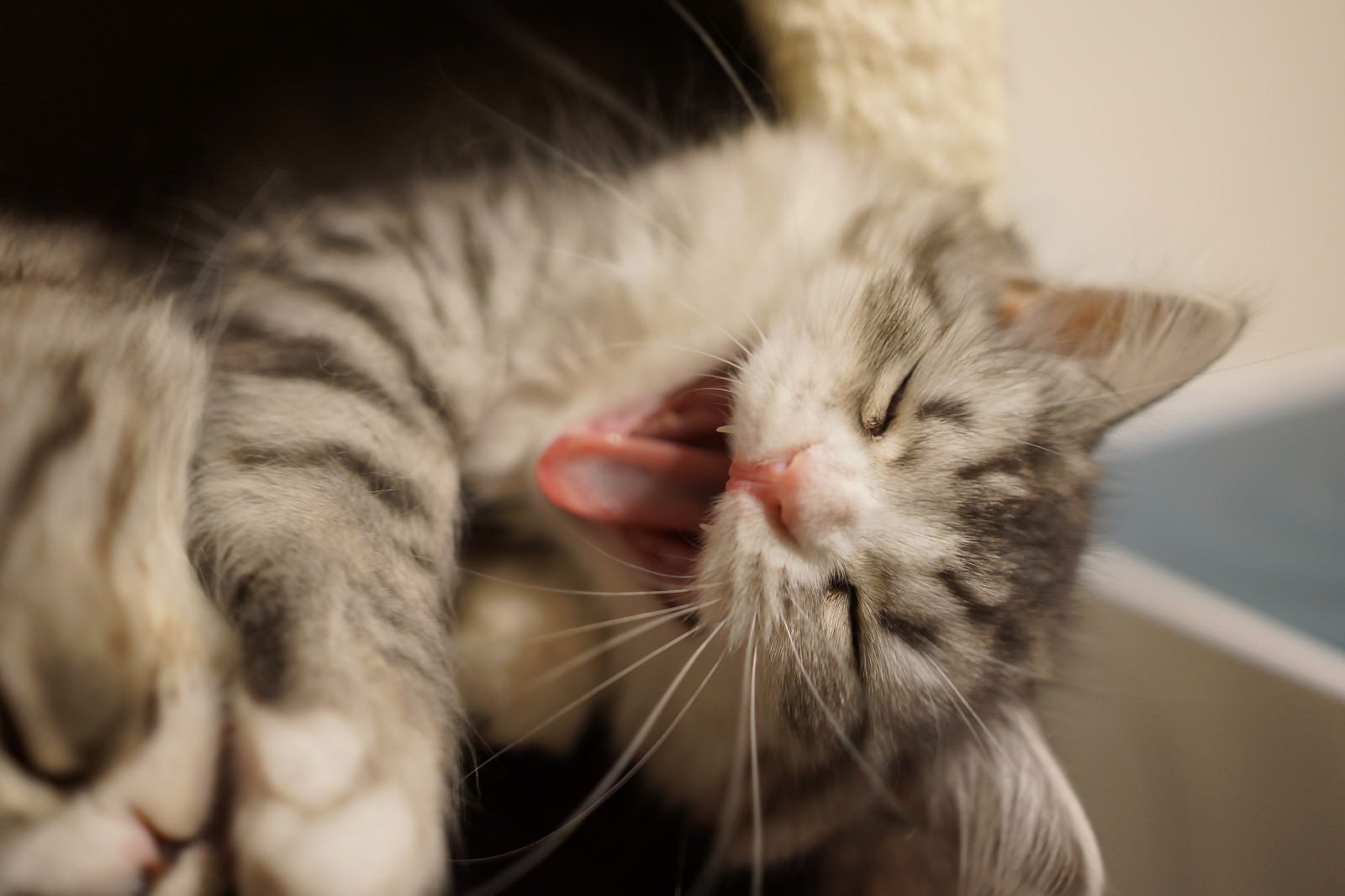 「大きな口であくびをする猫」の写真
