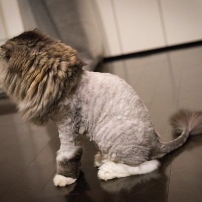 ライオンカットの猫（スコティッシュフォールド）の写真