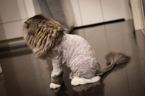 ライオンカットの猫（スコティッシュフォールド）の写真