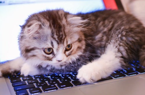 MacBookのキーボードを占拠してるオス猫（スコティッシュフォールド）の写真