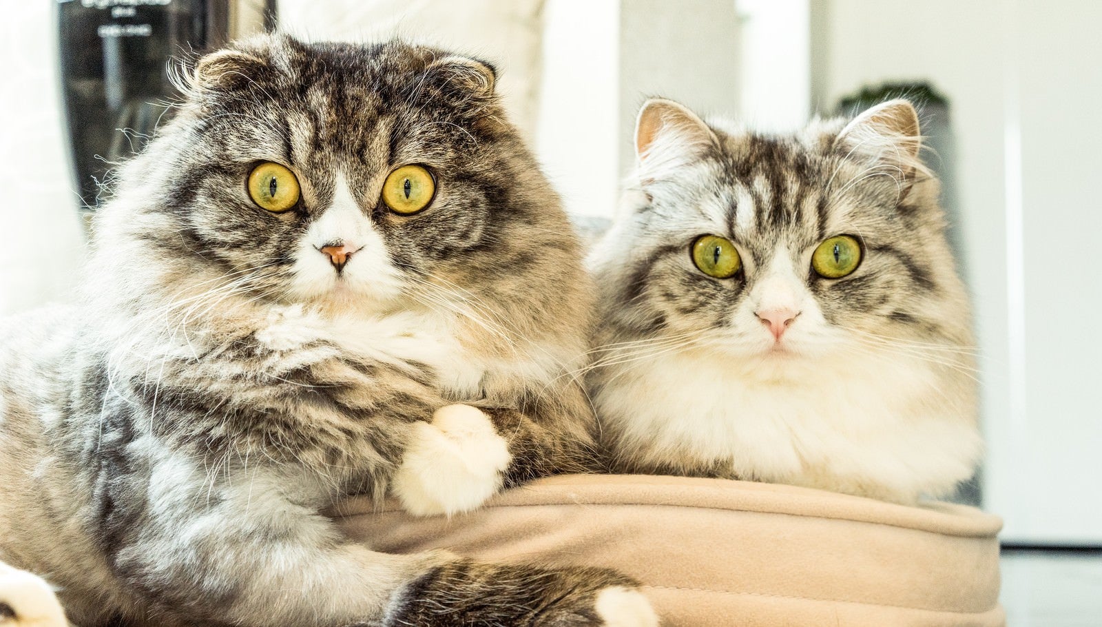 「二匹そろって目を丸くする猫ちゃん（スコティッシュフォールド）」の写真