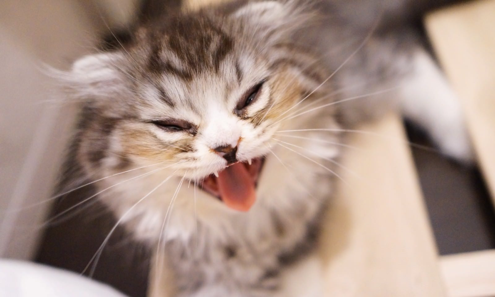 「シャーと叫ぶオス猫（スコティッシュフォールド）」の写真