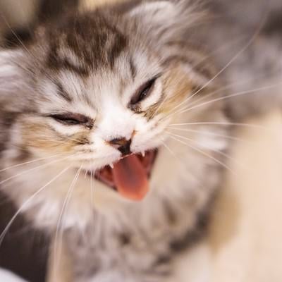 シャーと叫ぶオス猫（スコティッシュフォールド）の写真