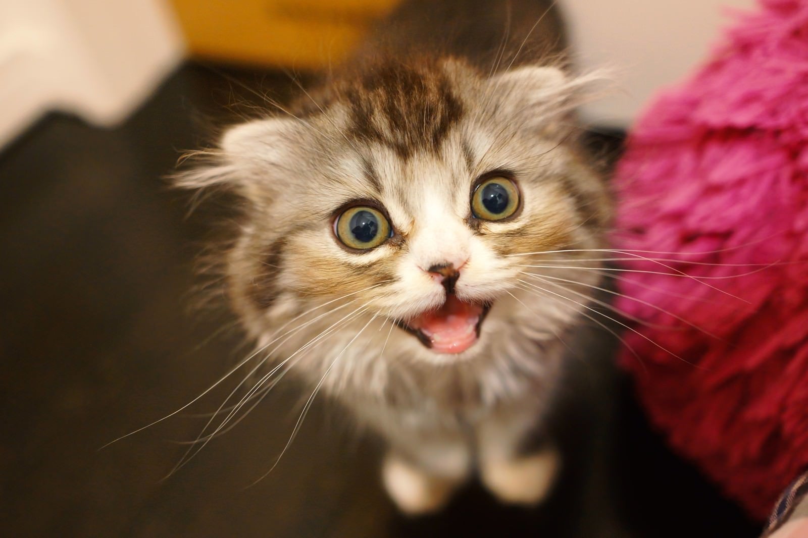 「ミャーと鳴いてるオス猫（スコティッシュフォールド）」の写真