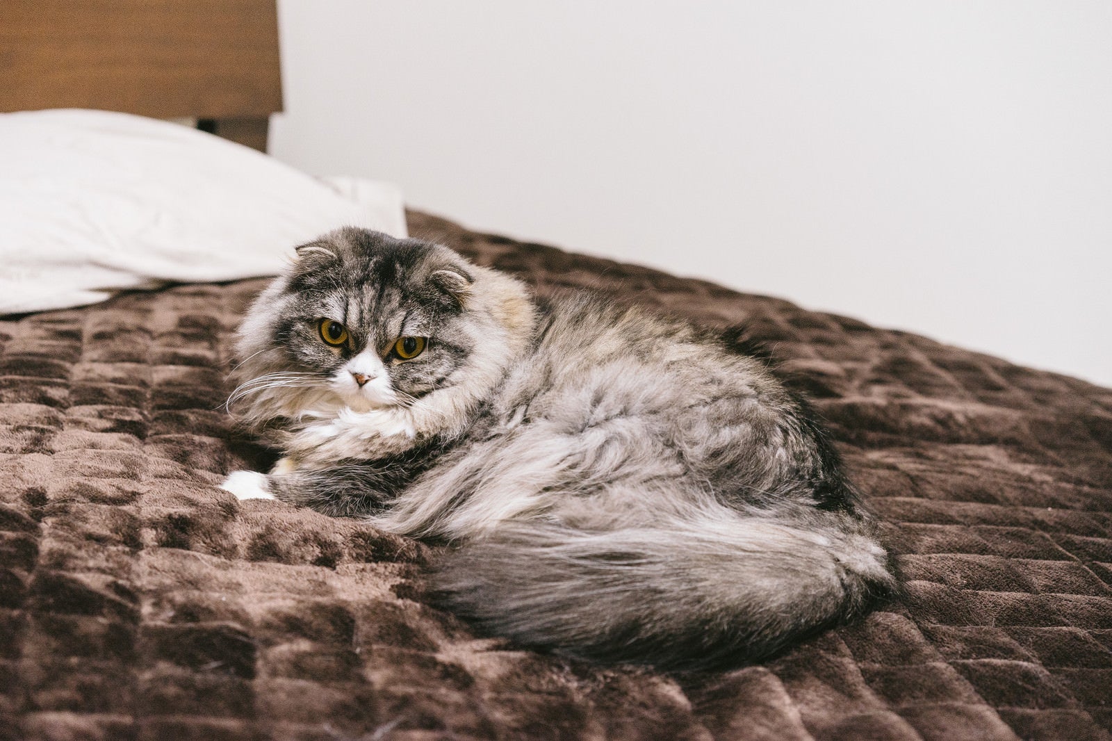 「ベッドは俺のモノと譲らない猫」の写真