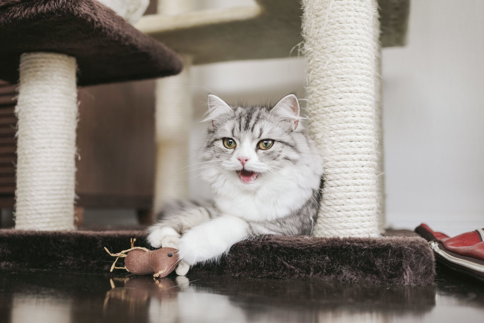 「ネズミのおもちゃで遊び疲れたメス猫（スコティッシュフォールド）」の写真