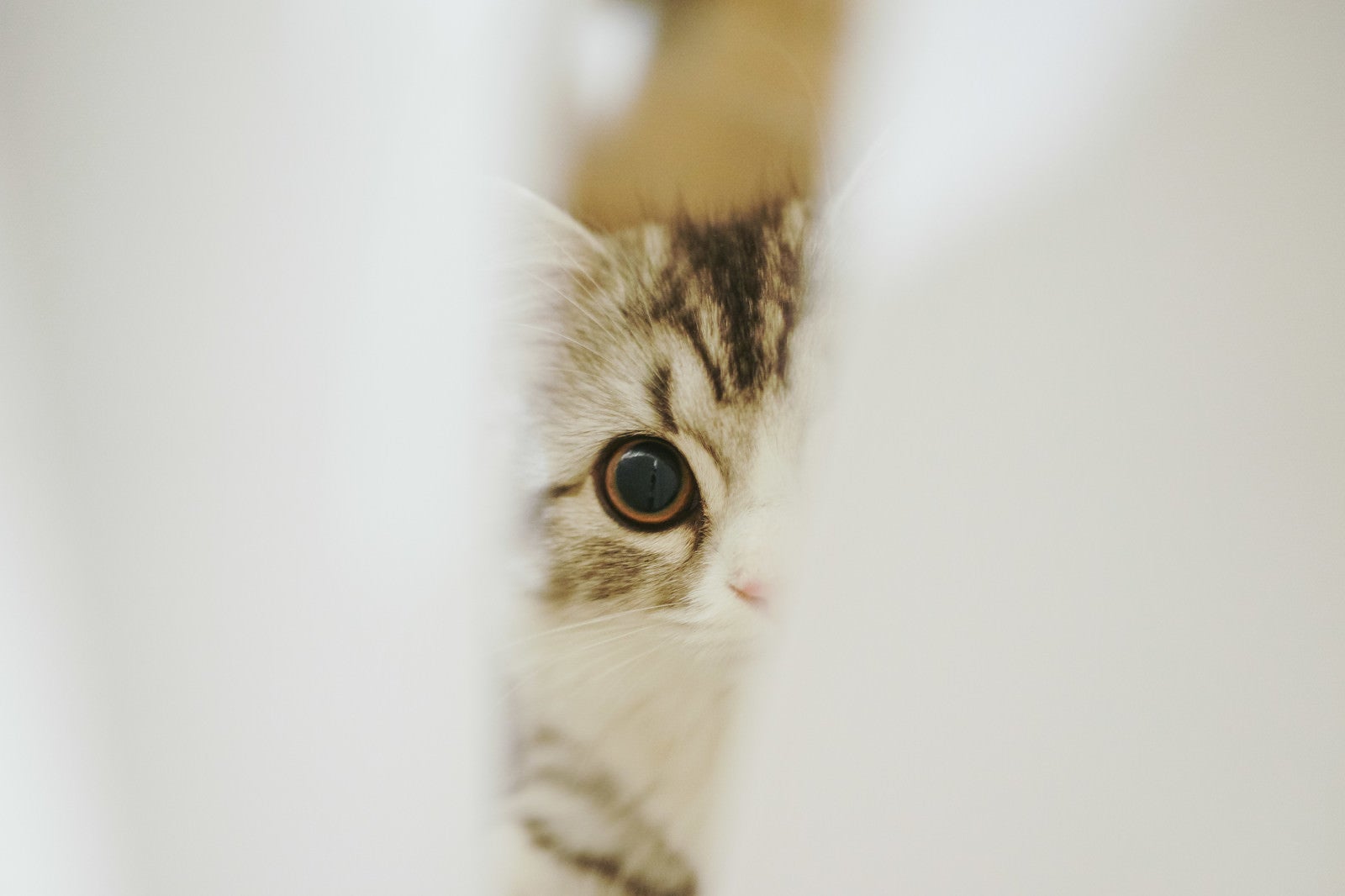 「隙間から覗き込む猫」の写真