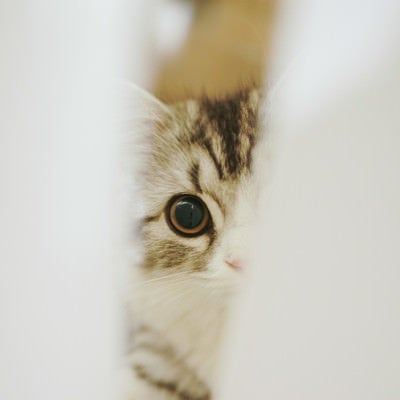 隙間から覗き込む猫の写真