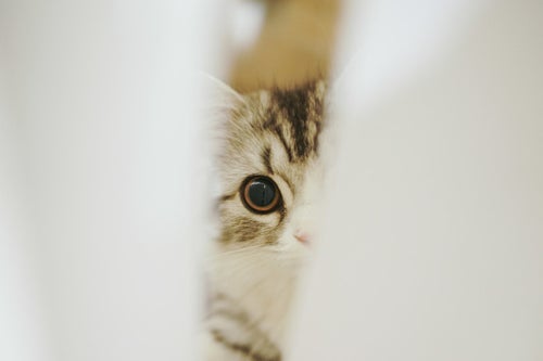 隙間から覗き込む猫の写真