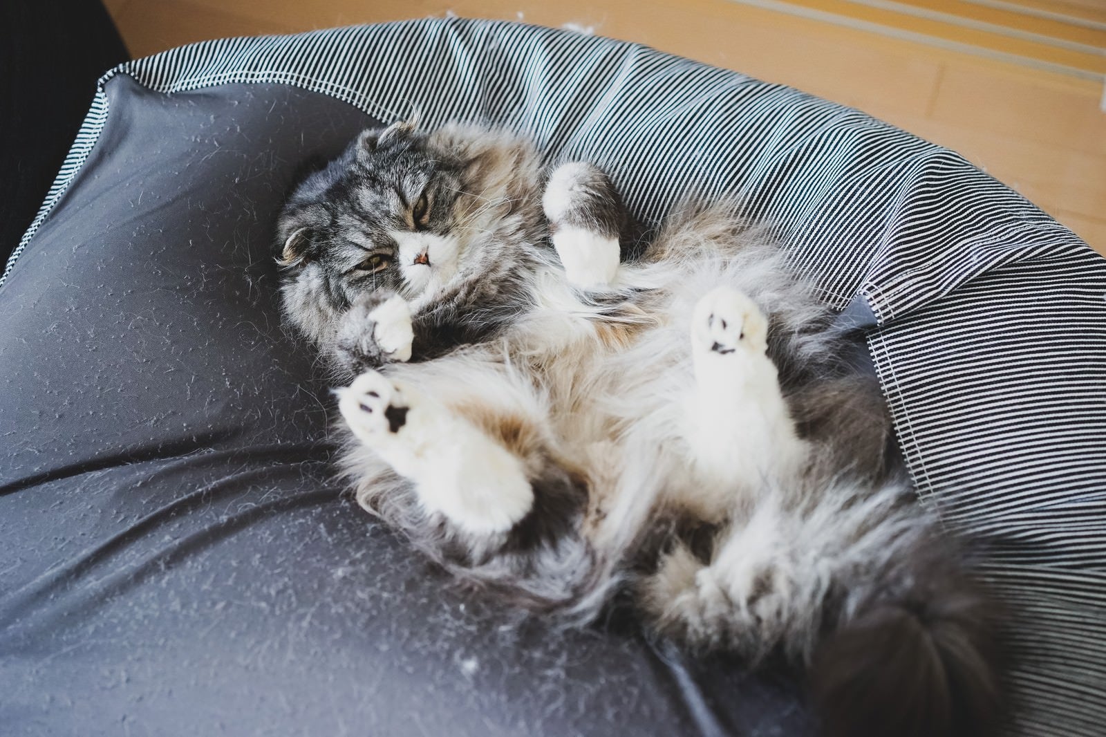 「猫もダメにする例のソファー」の写真