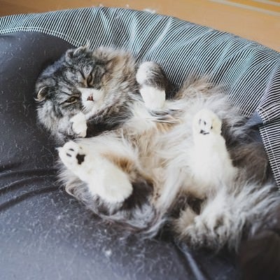 猫もダメにする例のソファーの写真