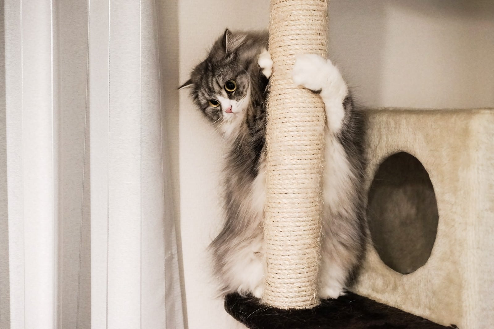 「猫タワーにしがみつくメス猫」の写真
