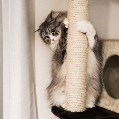 猫タワーにしがみつくメス猫の写真
