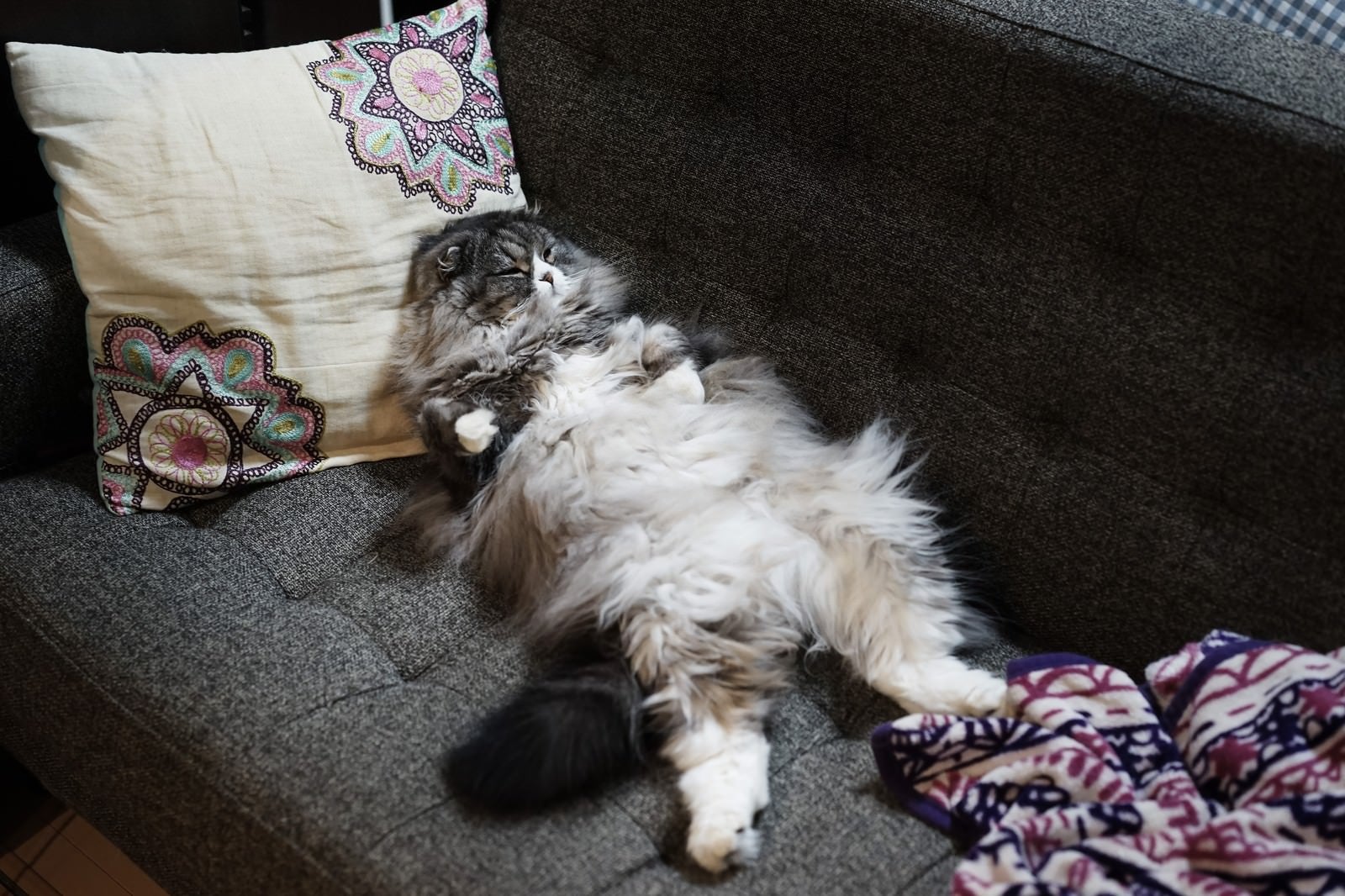 「酔っ払ってソファーで寝てるおっさんみたいなオス猫」の写真